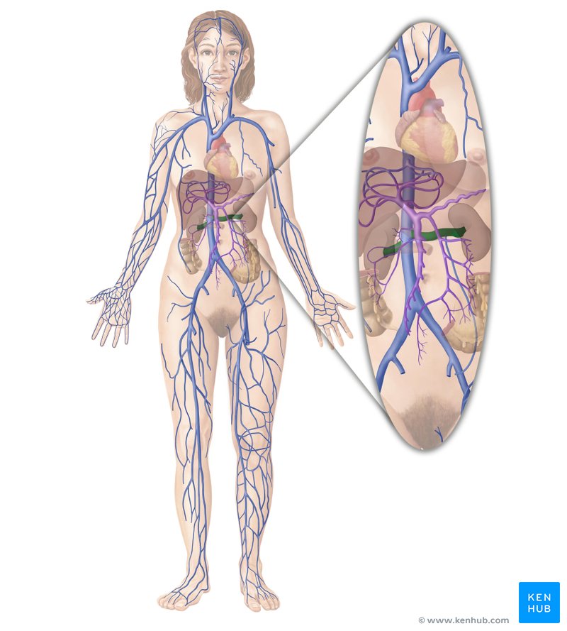 Renal vein (Vena renalis)