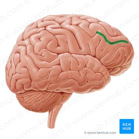 Surco frontal inferior (Sulcus frontalis inferior); Imagen: Paul Kim