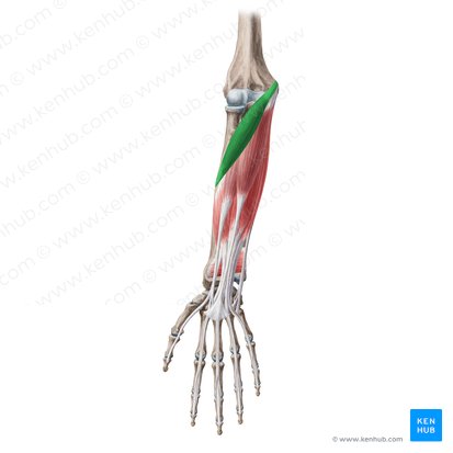 Músculo pronador redondo (Musculus pronator teres); Imagen: Yousun Koh