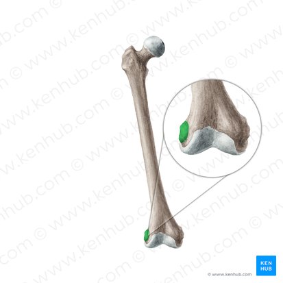 Epicóndilo lateral del fémur (Epicondylus lateralis ossis femoris); Imagen: Liene Znotina