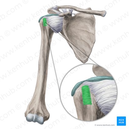 Transverse humeral ligament (Ligamentum transversum humeri); Image: Yousun Koh