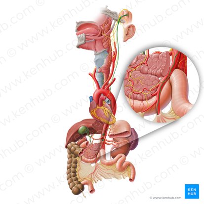 Ramo intestinal do nervo vago (Ramus intestinalis nervi vagi); Imagem: Paul Kim