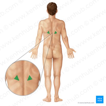 Triangle of auscultation (Trigonum auscultationis); Image: Irina Münstermann