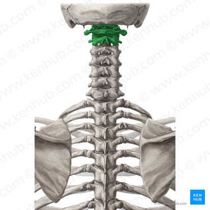 Craniovertebral joints (Juncturae craniovertebrales); Image: Yousun Koh