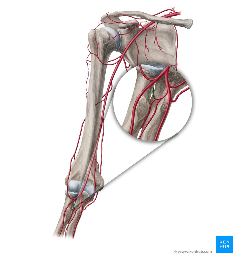 Recurrent interosseous artery