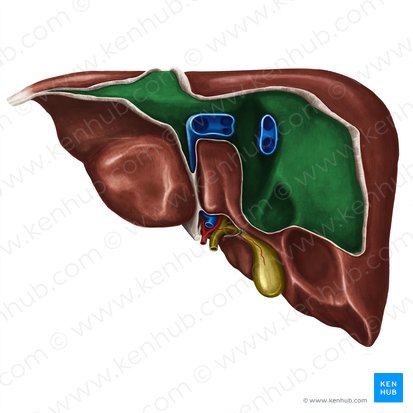 Bare area of liver (Area nuda hepatis); Image: Irina Münstermann