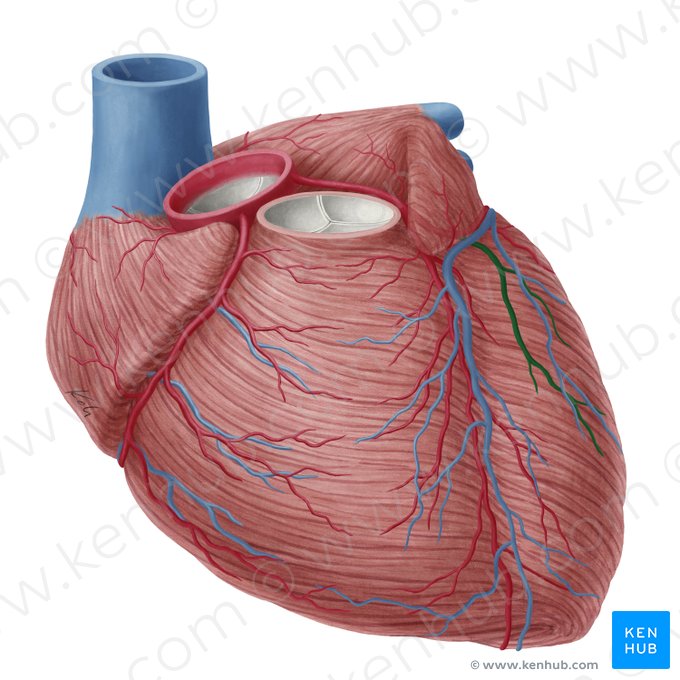 Ramo marginal esquerdo da artéria circunflexa do coração (Ramus marginalis sinister arteriae circumflexae cordis); Imagem: Yousun Koh