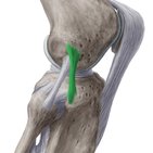 Anterolateral ligament