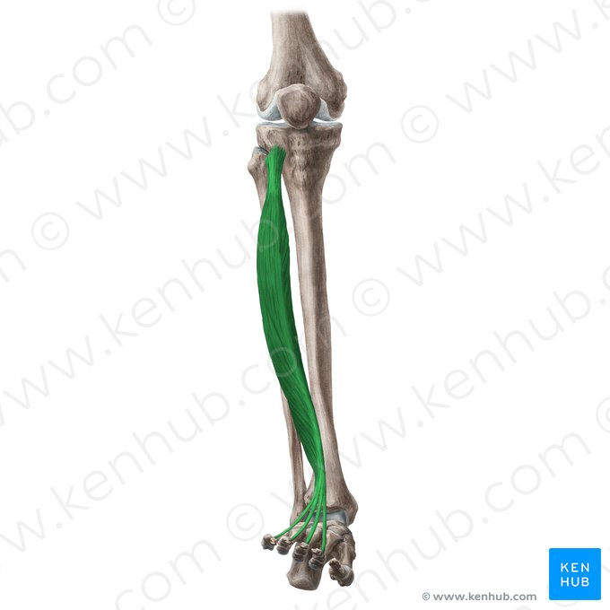 Musculus extensor digitorum longus (Langer Zehenstrecker); Bild: Liene Znotina