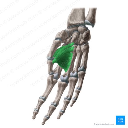 Músculo adutor do polegar (Musculus adductor pollicis); Imagem: Yousun Koh
