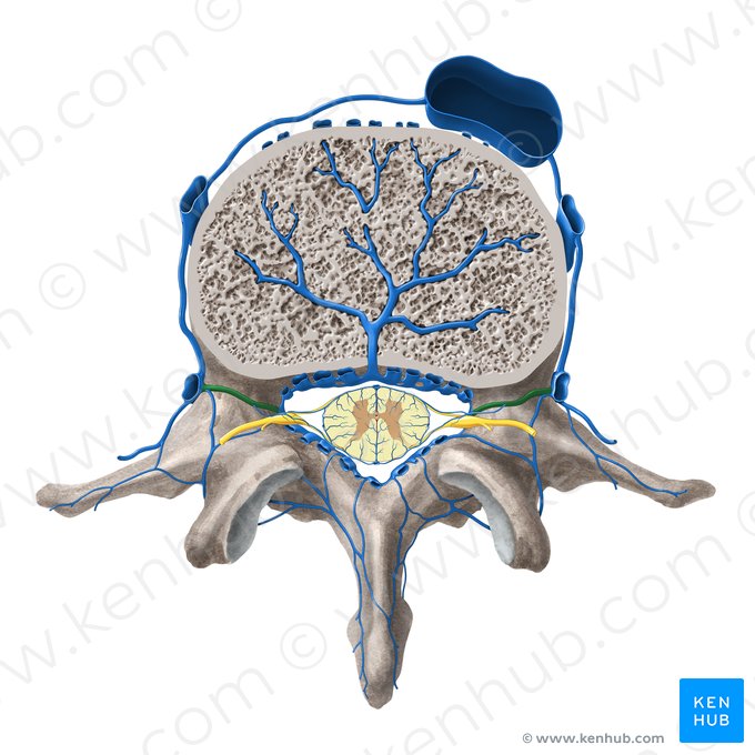 Vena intervertebral (Vena intervertebralis); Imagen: Paul Kim