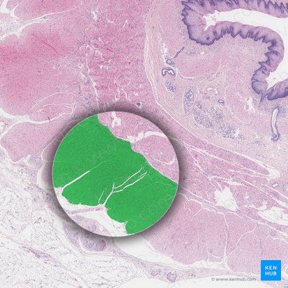 Stratum longitudinale externum tunicae muscularis (Äußere Längsmuskelschicht der Tunica muscularis); Bild: 