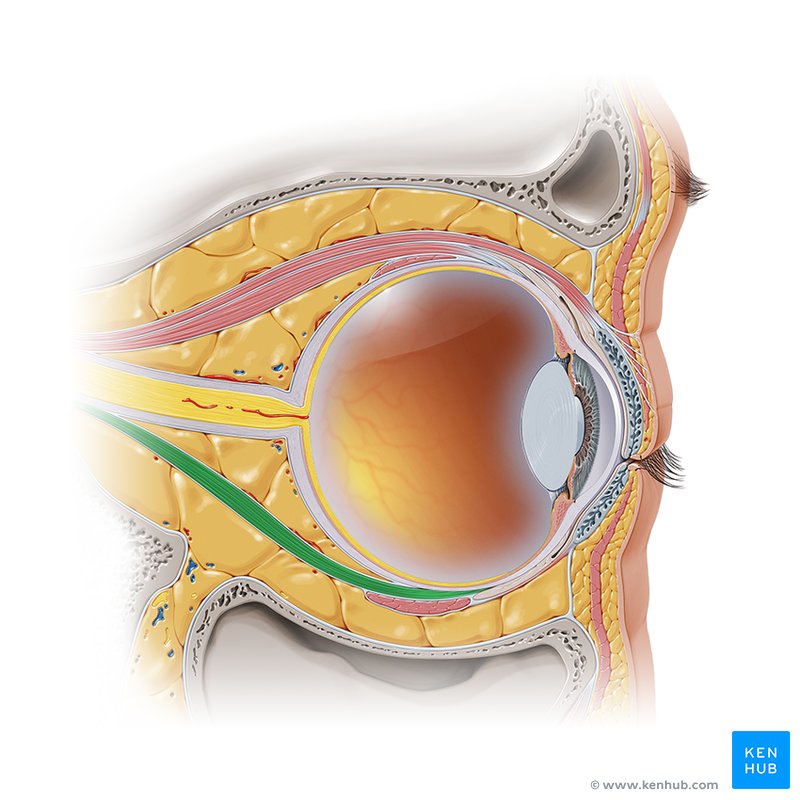 Inferior rectus muscle