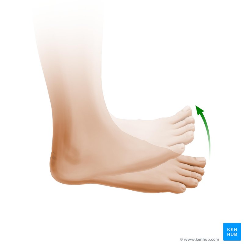 Dorsiflexion of the foot