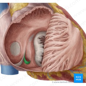 Valve of coronary sinus (Valvula sinus coronarii); Image: Yousun Koh
