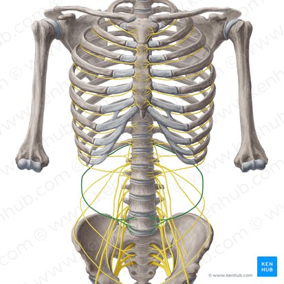 Subcostal nerve (Nervus subcostalis); Image: Yousun Koh