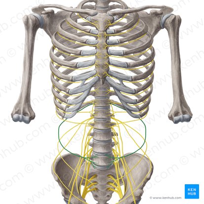 Nervo subcostal (Nervus subcostalis); Imagem: Yousun Koh