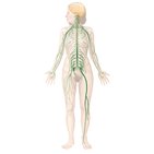 Sistema nervioso periférico (SNP): Nervios, ganglios y plexos 