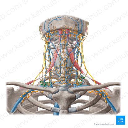 Ganglios linfáticos supraclaviculares (Nodi lymphoidei supraclaviculares); Imagen: Yousun Koh