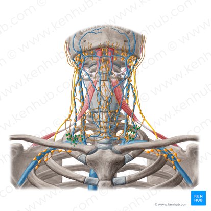 Supraclavicular lymph nodes (Nodi lymphoidei supraclaviculares); Image: Yousun Koh