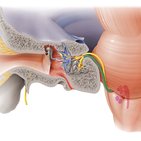 Nervus vestibulocochlearis