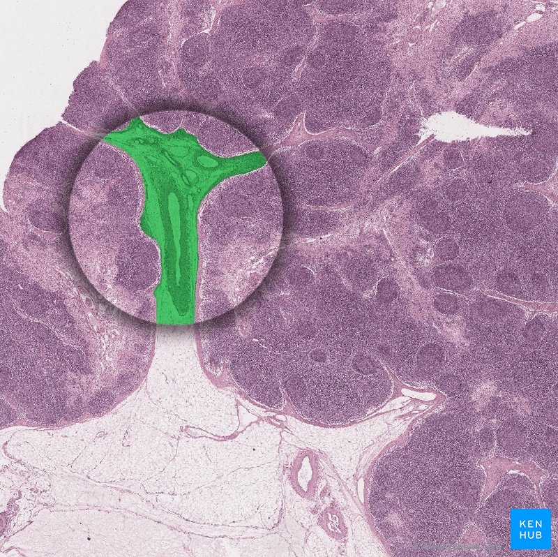 Hilum of the lymph node - histological slide