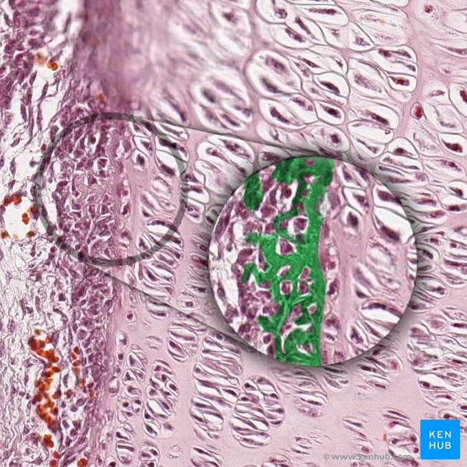 Matriz cartilaginosa (Matrix cartilaginea); Imagem: 
