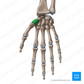 Trapezium bone (Os trapezium); Image: Yousun Koh