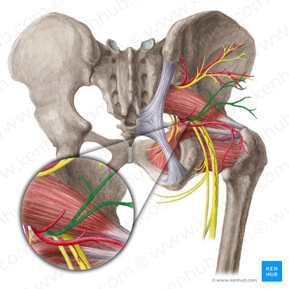 Inferior gluteal nerve (Nervus gluteus inferior); Image: Liene Znotina