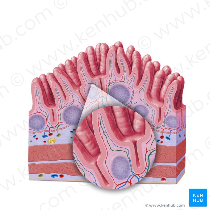 Vaso linfático intestinal (Vas lymphaticum centrale); Imagem: Paul Kim