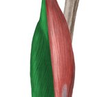 Semimembranosus muscle