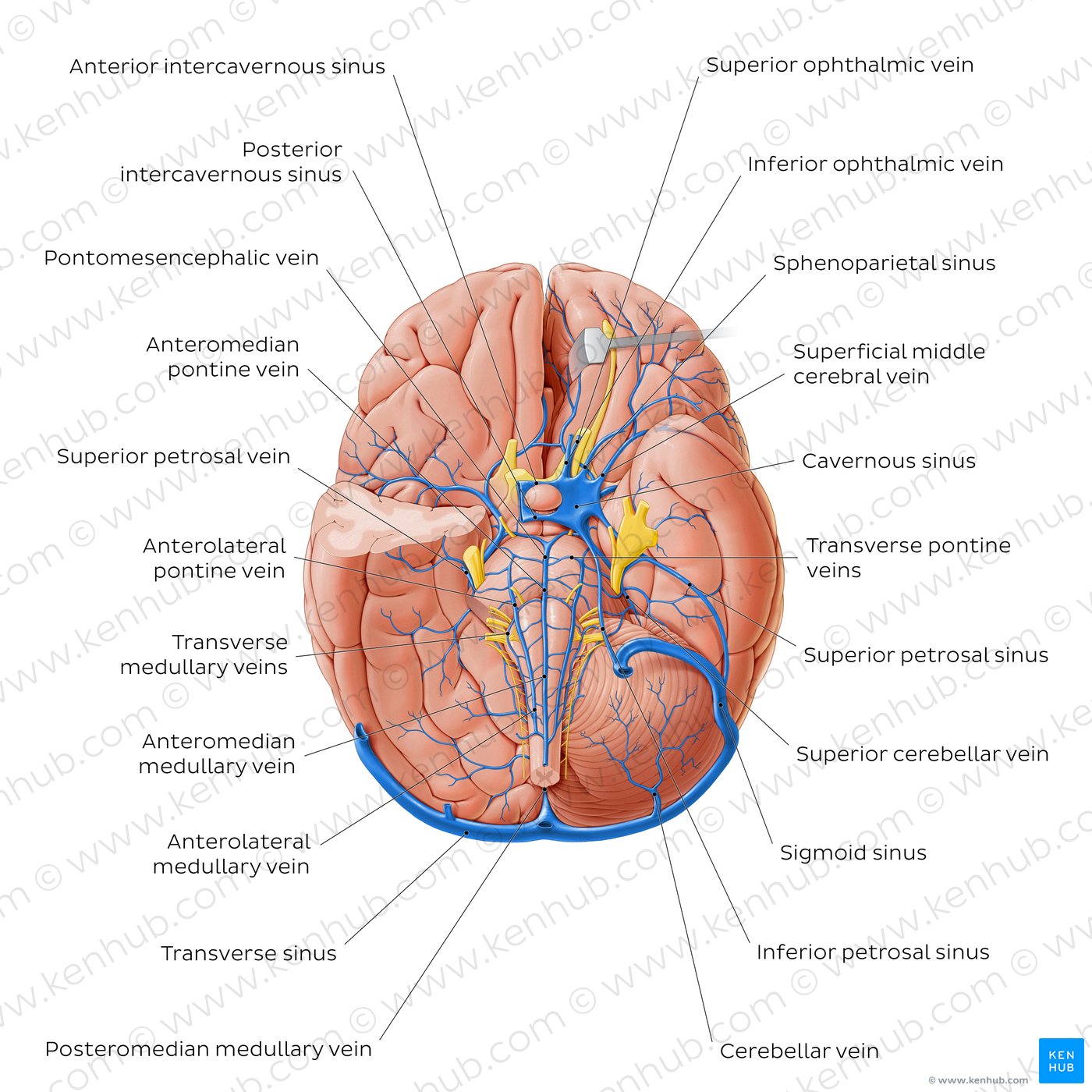 Superficial veins of the brain II: Overview