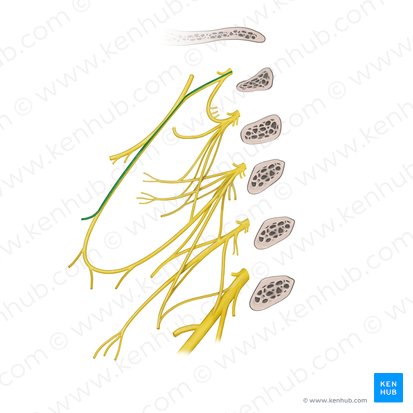 Ramo para el músculo omohioideo (vientre superior) del plexo cervical (Ramus omohyoideus superior ansae cervicalis); Imagen: Paul Kim