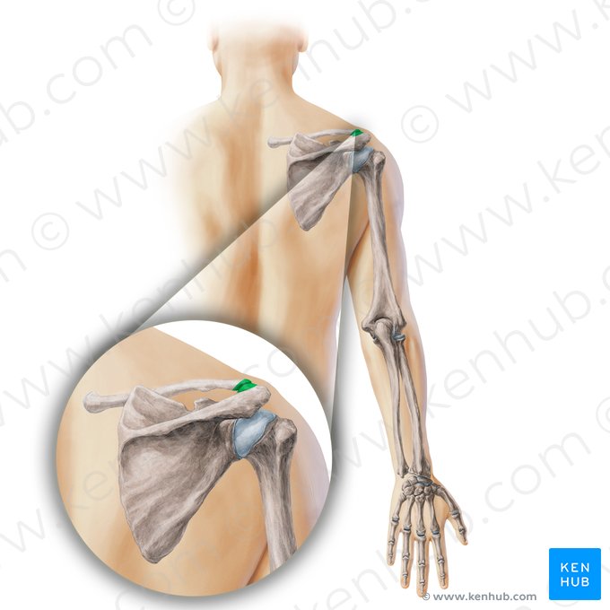 Articulação acrômio-clavicular (Articulatio acromioclavicularis); Imagem: Paul Kim