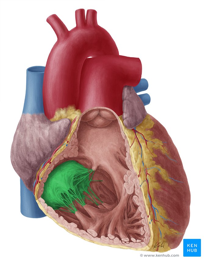 Heart valves anatomy Tricuspidaorticmitralpulmonary Kenhub