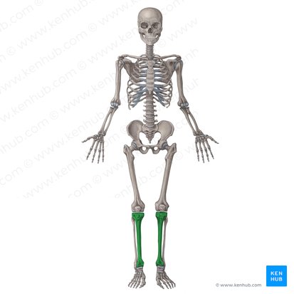 Tibia; Image: Irina Münstermann