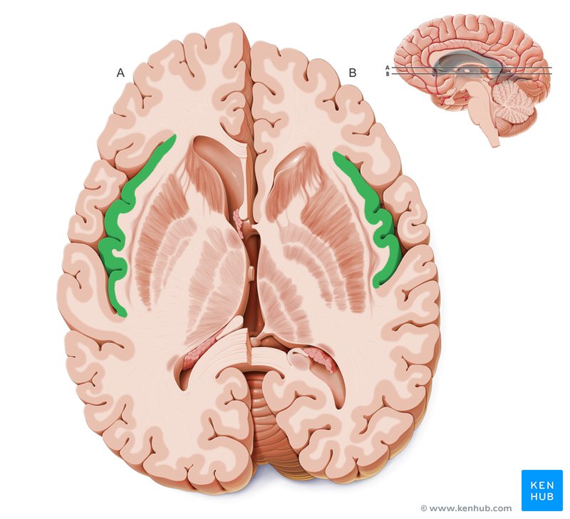 Insula - cross-sectional view