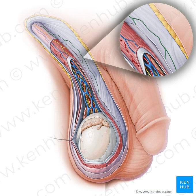 Anterior scrotal branch of ilioinguinal nerve (Ramus scrotalis anterior nervi ilioinguinalis); Image: Paul Kim