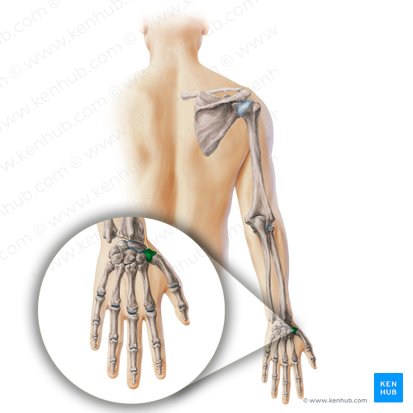 Trapezium bone (Os trapezium); Image: Paul Kim