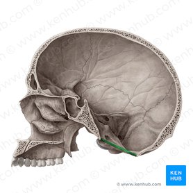 Foramen magno del hueso occipital (Foramen magnum); Imagen: Yousun Koh