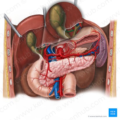 Arteria cystica (Gallenblasenarterie); Bild: Esther Gollan
