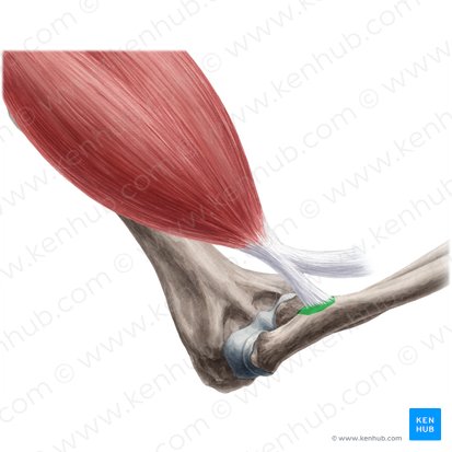 Tuberosidade do rádio (Tuberositas radii); Imagem: Yousun Koh