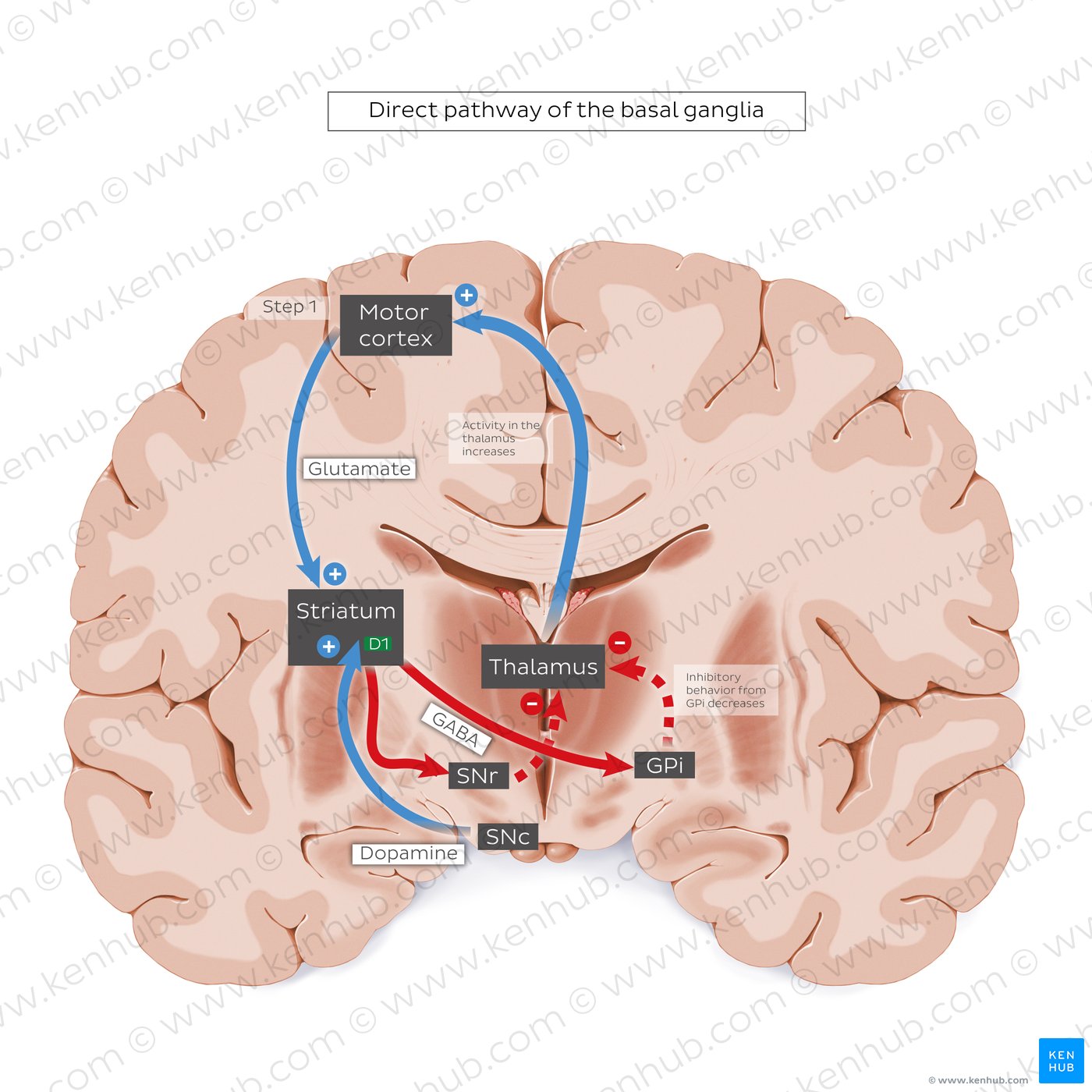 Direct pathway of the basal ganglia