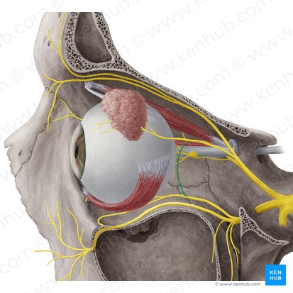 Communicating branch of zygomatic nerve to lacrimal nerve (Ramus communicans lacrimalis nervi zygomatici); Image: Yousun Koh