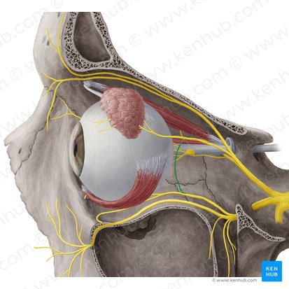 Ramo comunicante para el nervio lagrimal del nervio cigomático (Ramus communicans lacrimalis nervi zygomatici); Imagen: Yousun Koh