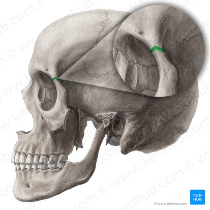 Frontozygomatic suture (Sutura frontozygomatica); Image: Yousun Koh