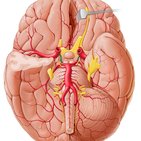 Posterior communicating artery