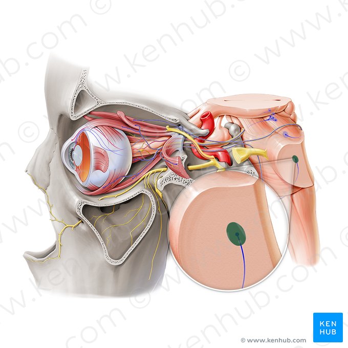 Nucleus of abducens nerve (Nucleus nervi abducentis); Image: Paul Kim