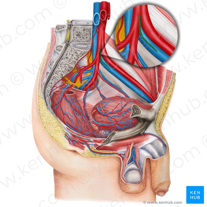 Left umbilical artery (Arteria umbilicalis sinistra); Image: Irina Münstermann