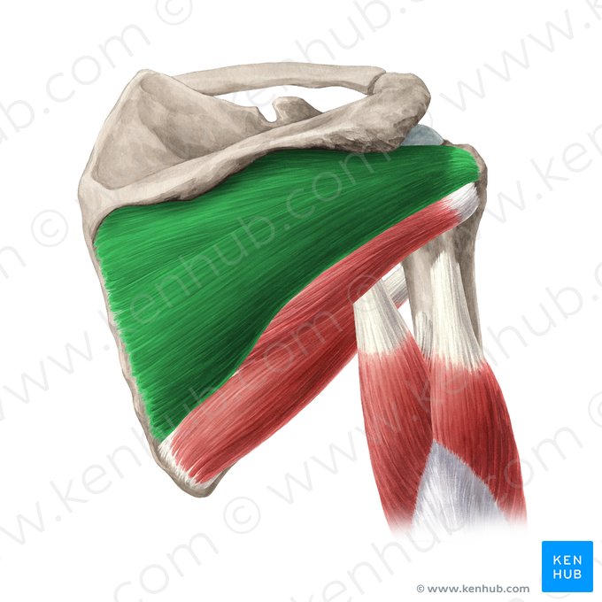 Músculo infraespinal (Musculus infraspinatus); Imagem: Yousun Koh